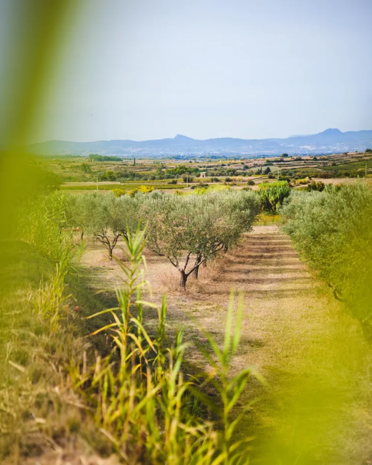 Rangs d’oliviers face aux collines de la vallée de l’Hérault