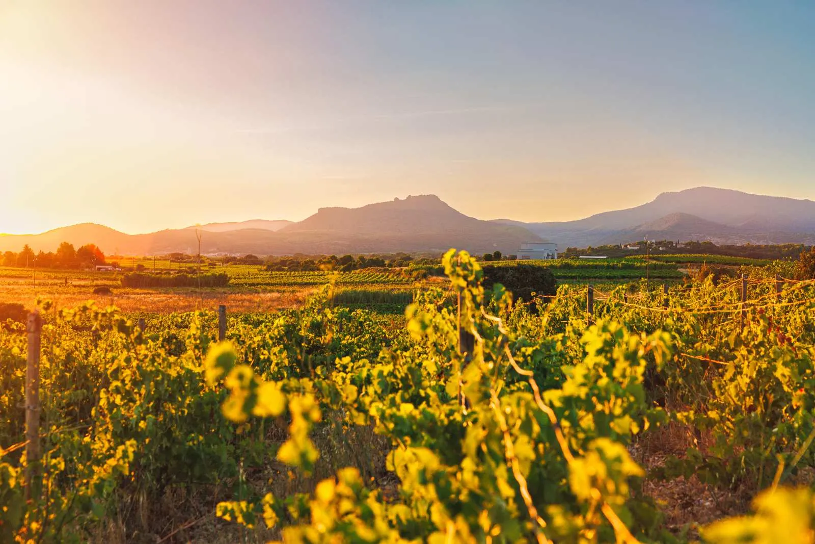 Vignes de l’Hérault dans la lumière du soir