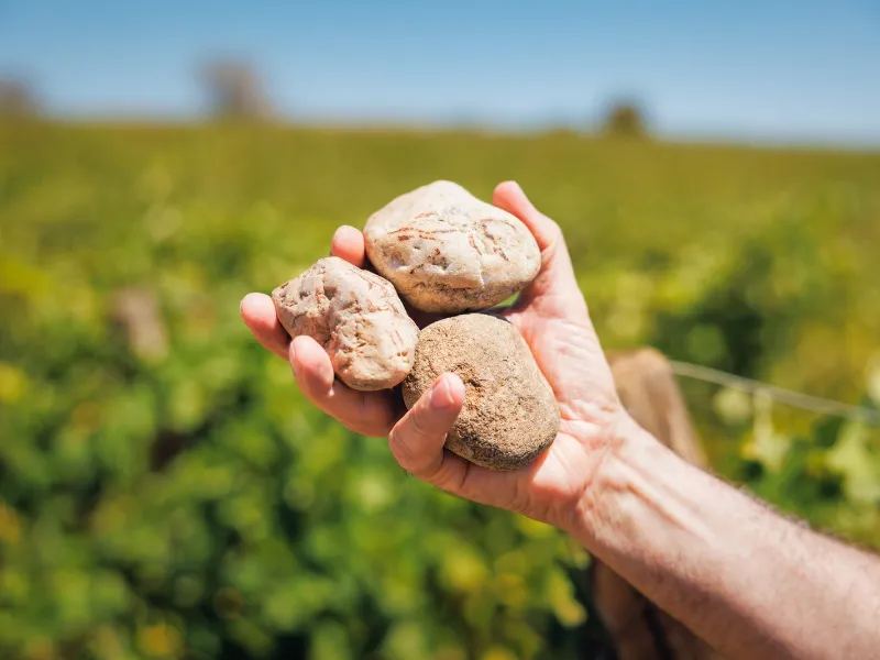 Mains d’un vigneron tenant des galets du terroir