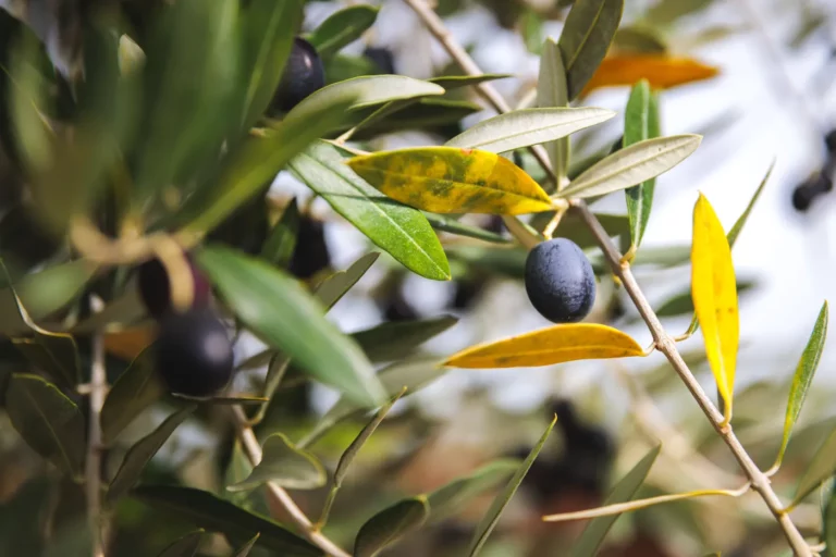 Olives noires sur la branche dans une oliveraie de l’Hérault